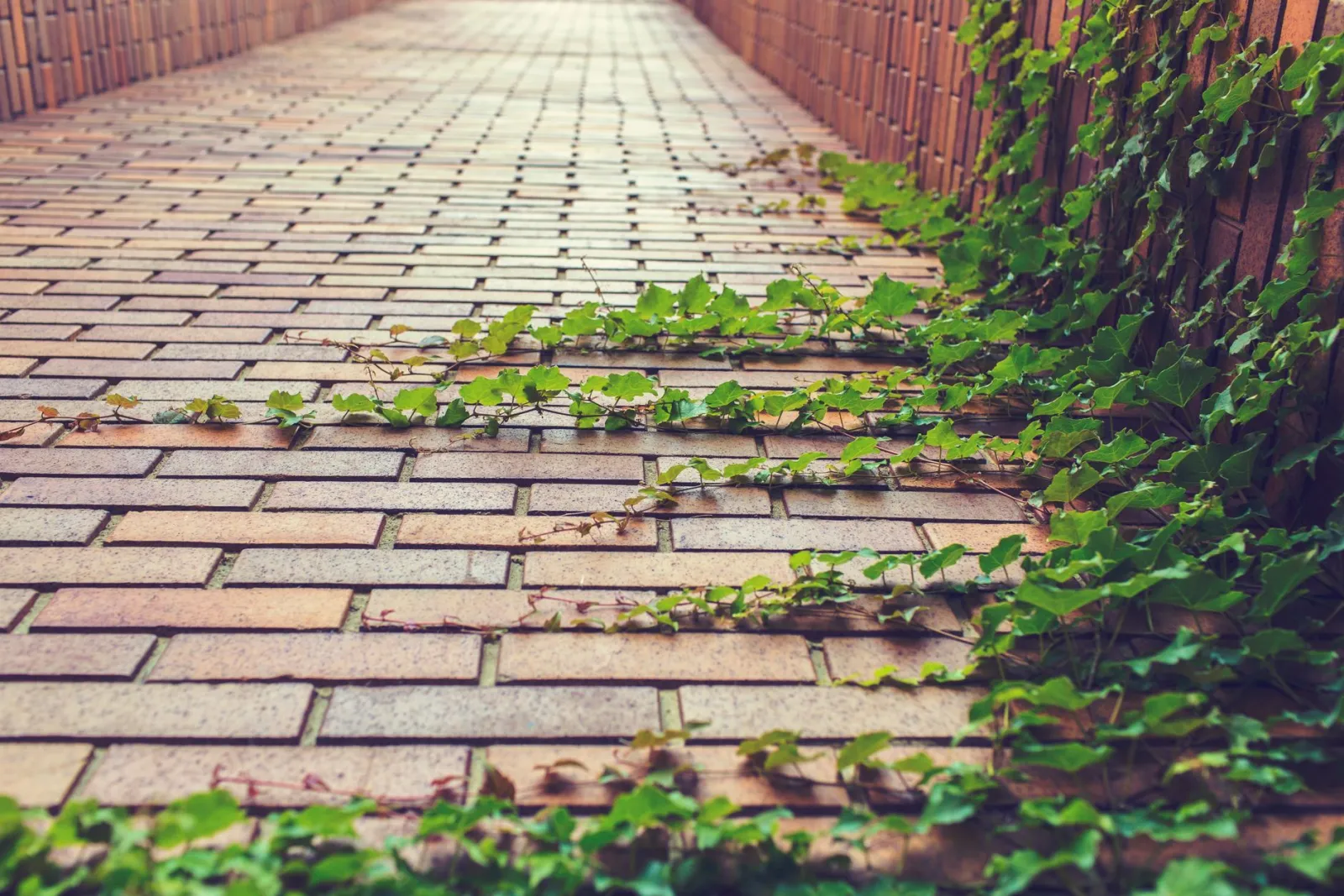 A serene urban walkway with green ivy creeping over red brick paving.